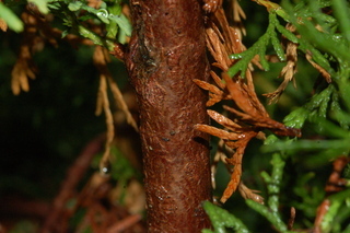 Thuja occidentalis, Rheingold, Rheingold eastern arborvitae, stem