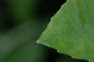 Zenobia pulverulenta, Zenobia, leaf tip upper