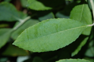 Zenobia pulverulenta, Zenobia, leaf upper