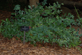 Zenobia pulverulenta, Zenobia, plant