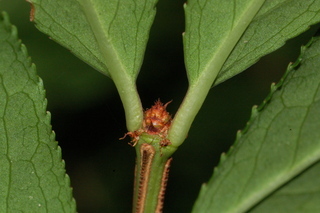 Euonymus alatus, Burning bush, leaf bud