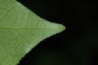Euonymus alatus, Burning bush, leaf tip under