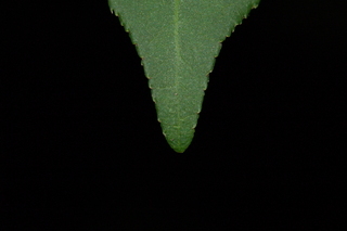 Euonymus alatus, Burning bush, leaf tip upper
