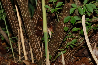 Euonymus alatus, Burning bush, stem
