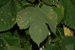 Humulus lupulus, Hops, leaf base under