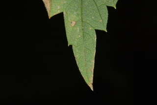 Humulus lupulus, Hops, leaf tip under