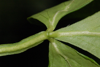 Poncirus trifoliata, Flying dragon, Hardy-orange, leaf base under