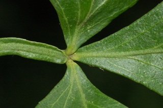 Poncirus trifoliata, Flying dragon, Hardy-orange, leaf base upper