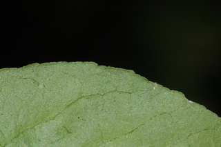 Poncirus trifoliata, Flying dragon, Hardy-orange, leaf margin under