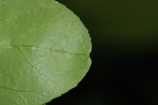 Poncirus trifoliata, Flying dragon, Hardy-orange, leaf tip under