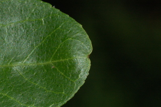 Poncirus trifoliata, Flying dragon, Hardy-orange, leaf tip upper