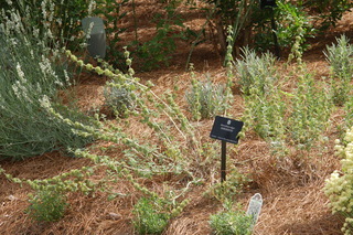 Marrubium vulgare, Horehound, plant