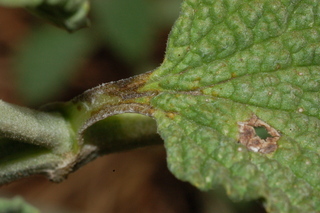 Marrubium vulgare, Horehound, leaf base upper