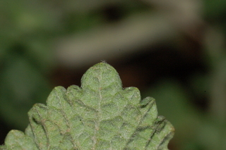 Marrubium vulgare, Horehound, leaf tip under