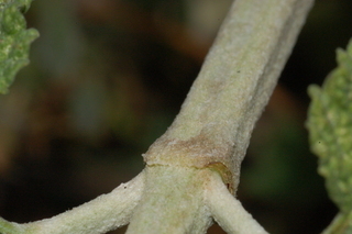 Marrubium vulgare, Horehound, stem