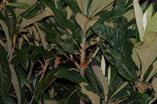Eriobotrya japonica, Loquat, branching
