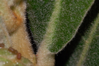 Eriobotrya japonica, Loquat, leaf base upper