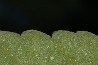Eriobotrya japonica, Loquat, leaf margin under