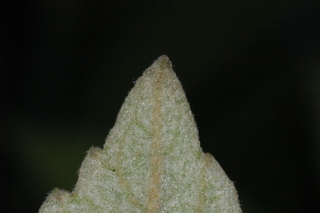 Eriobotrya japonica, Loquat, leaf tip under