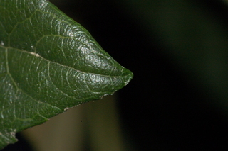 Eriobotrya japonica, Loquat, leaf tip upper