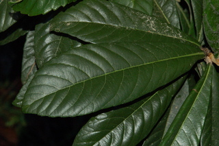 Eriobotrya japonica, Loquat, leaf upper