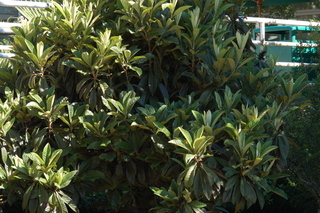 Eriobotrya japonica, Loquat, plant