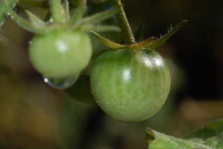 Solanum lycopersicum, Red Currant, Tomato, fruit