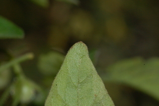 Solanum lycopersicum, Red Currant, Tomato, leaf tip under