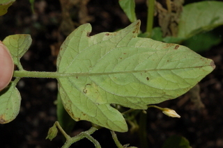 Solanum lycopersicum, Red Currant, Tomato, leaf under