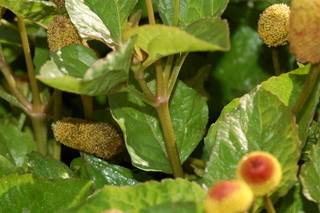 Spilanthes acmella, Toothace plant, branching