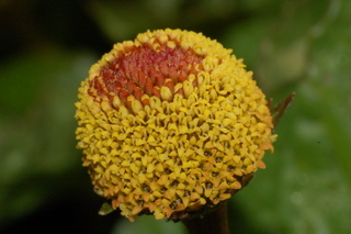Spilanthes acmella, Toothace plant, inflorescence