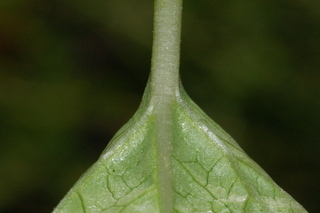 Spilanthes acmella, Toothace plant, leaf base under