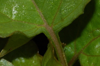 Spilanthes acmella, Toothace plant, leaf base upper