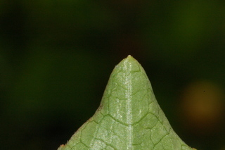 Spilanthes acmella, Toothace plant, leaf tip under
