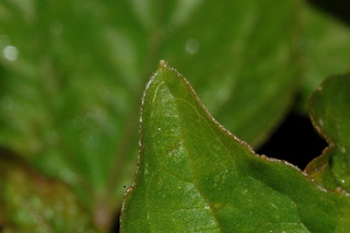 Spilanthes acmella, Toothace plant, leaf tip upper