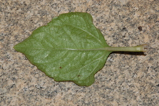 Spilanthes acmella, Toothace plant, leaf under