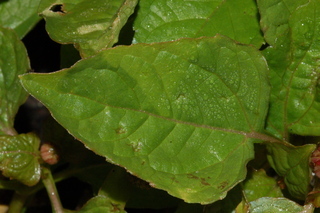 Spilanthes acmella, Toothace plant, leaf upper