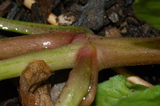 Spilanthes acmella, Toothace plant, stem
