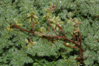 Thymus praecox, serpyllum, Wooly thyme, branching