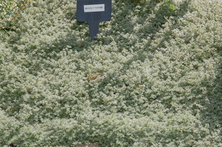 Thymus praecox, serpyllum, Wooly thyme, plant
