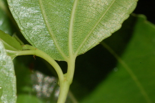 Ziziphus jujuba, var inermis, Lang, leaf base under