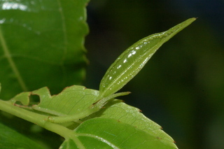 Ziziphus jujuba, var inermis, Lang, leaf bud