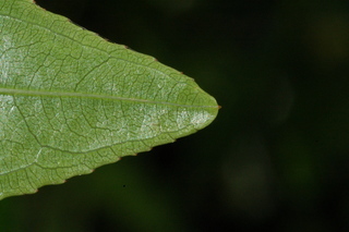 Ziziphus jujuba, var inermis, Lang, leaf tip under