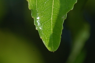 Ziziphus jujuba, var inermis, Lang, leaf tip upper