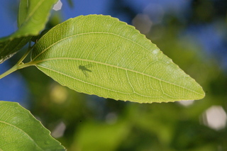 Ziziphus jujuba, var inermis, Lang, leaf under