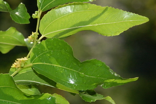 Ziziphus jujuba, var inermis, Lang, leaf upper