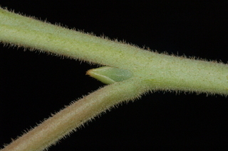 Diospyros kaki, Japanese persimmon, leaf bud