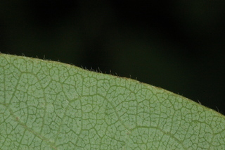 Diospyros kaki, Japanese persimmon, leaf margin under