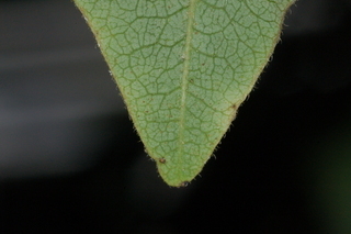 Diospyros kaki, Japanese persimmon, leaf tip under