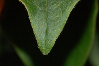 Diospyros kaki, Japanese persimmon, leaf tip upper